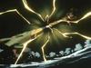 inu77_012.jpg